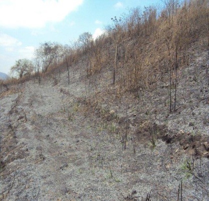 Proyecto de Reforestación en el Bosque Protector Cerro Paraíso-Guayaquil para la Empresa LINDE Ecuador S.A