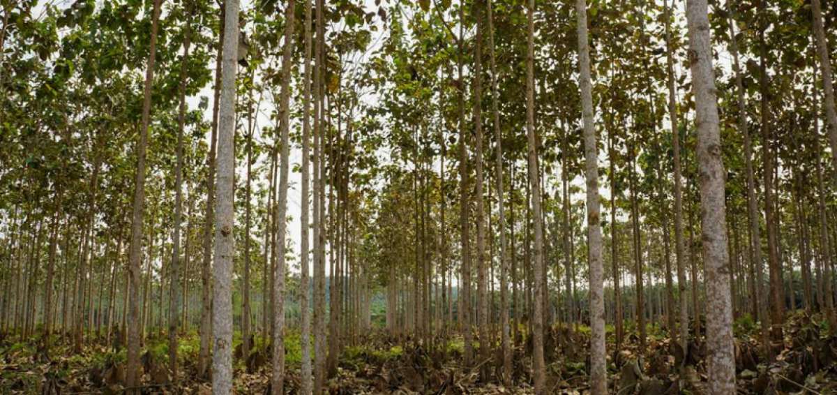 Mantenimiento y poda de formación en plantaciones de Teca, en la Comuna San Pablo, Provincia de Orellana